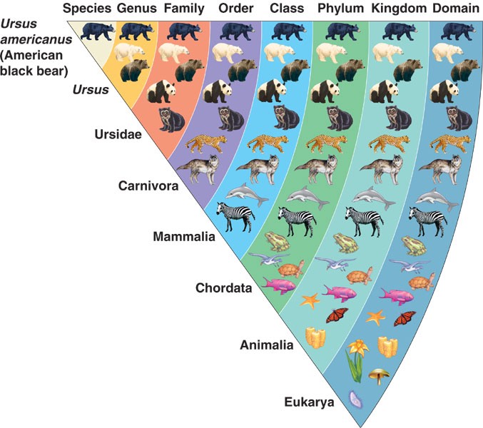 An example of taxonomy: scientific classification system for an American Black Bear.